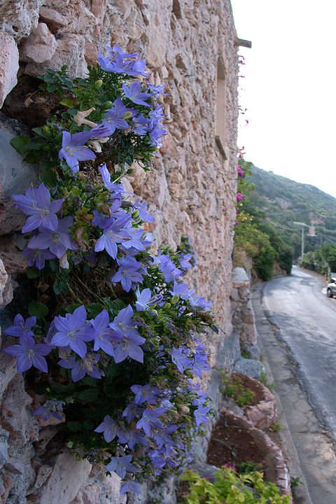 Campanula isophylla e C. fragilis subsp. cavolinii